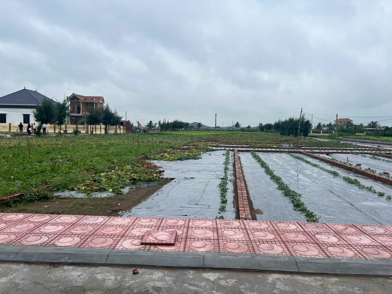 Đất nền Thị trấn Quất Lâm, Huyện Giao Thủy 2.4 tỷ – 100m² gần bãi tắm trung tâm, tiện kinh doanh – - Ảnh 1